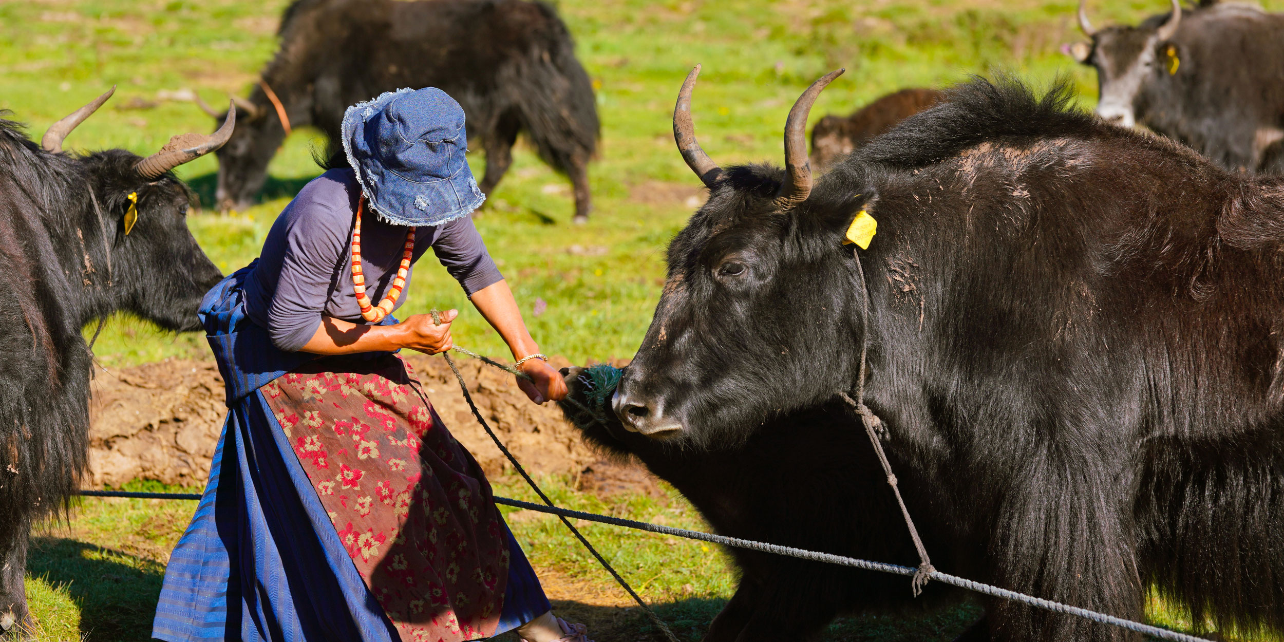 Taste Test: China’s Herders Chew on ‘Fake’ Meat Dilemma