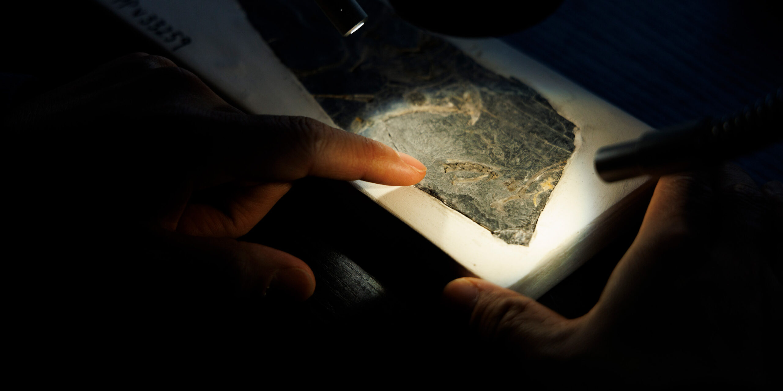 Learning to Fly: How a Jurassic Fossil Decodes the History of Flight