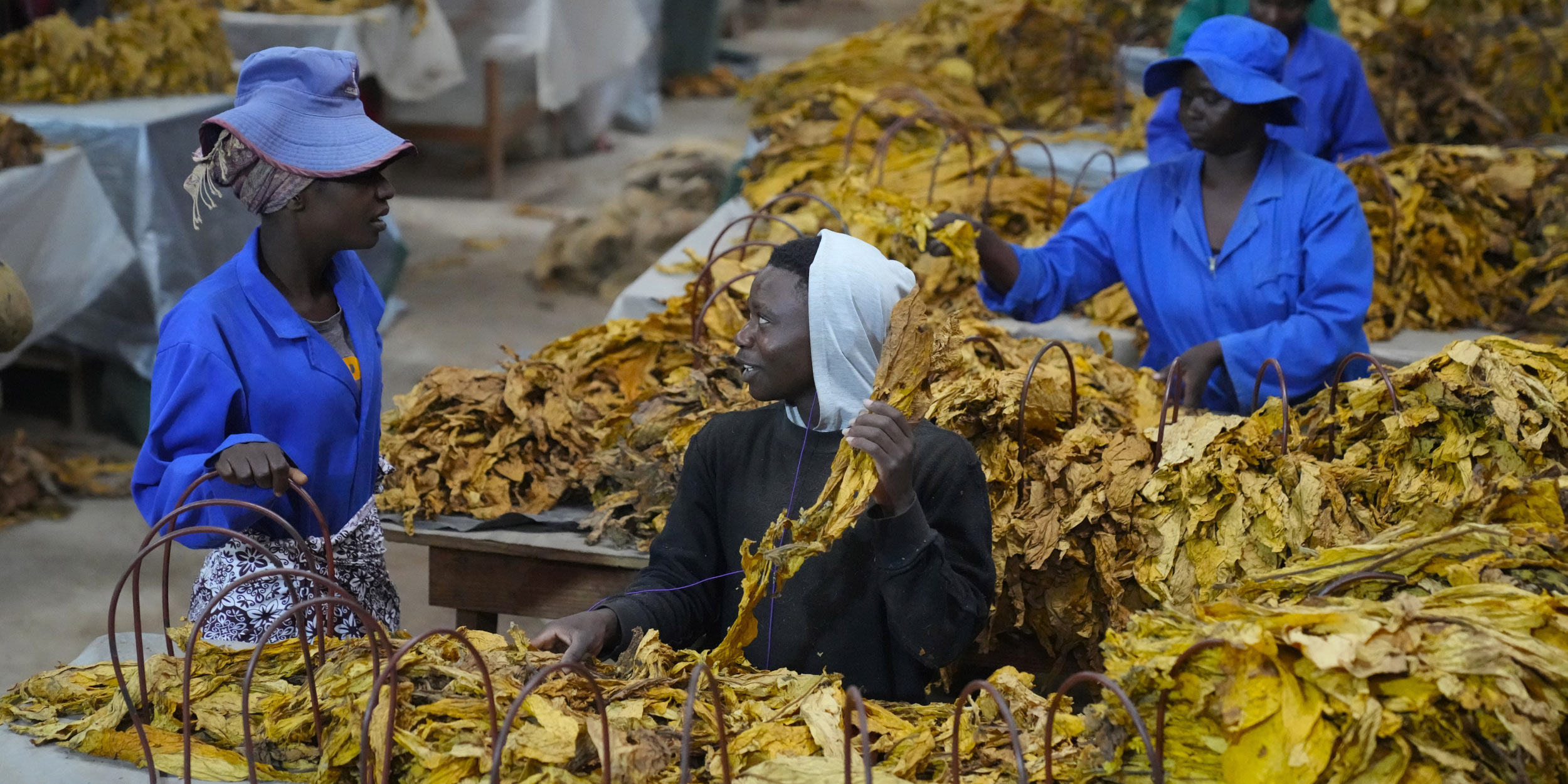 Digging Deep Into China’s Zimbabwean Tobacco Business