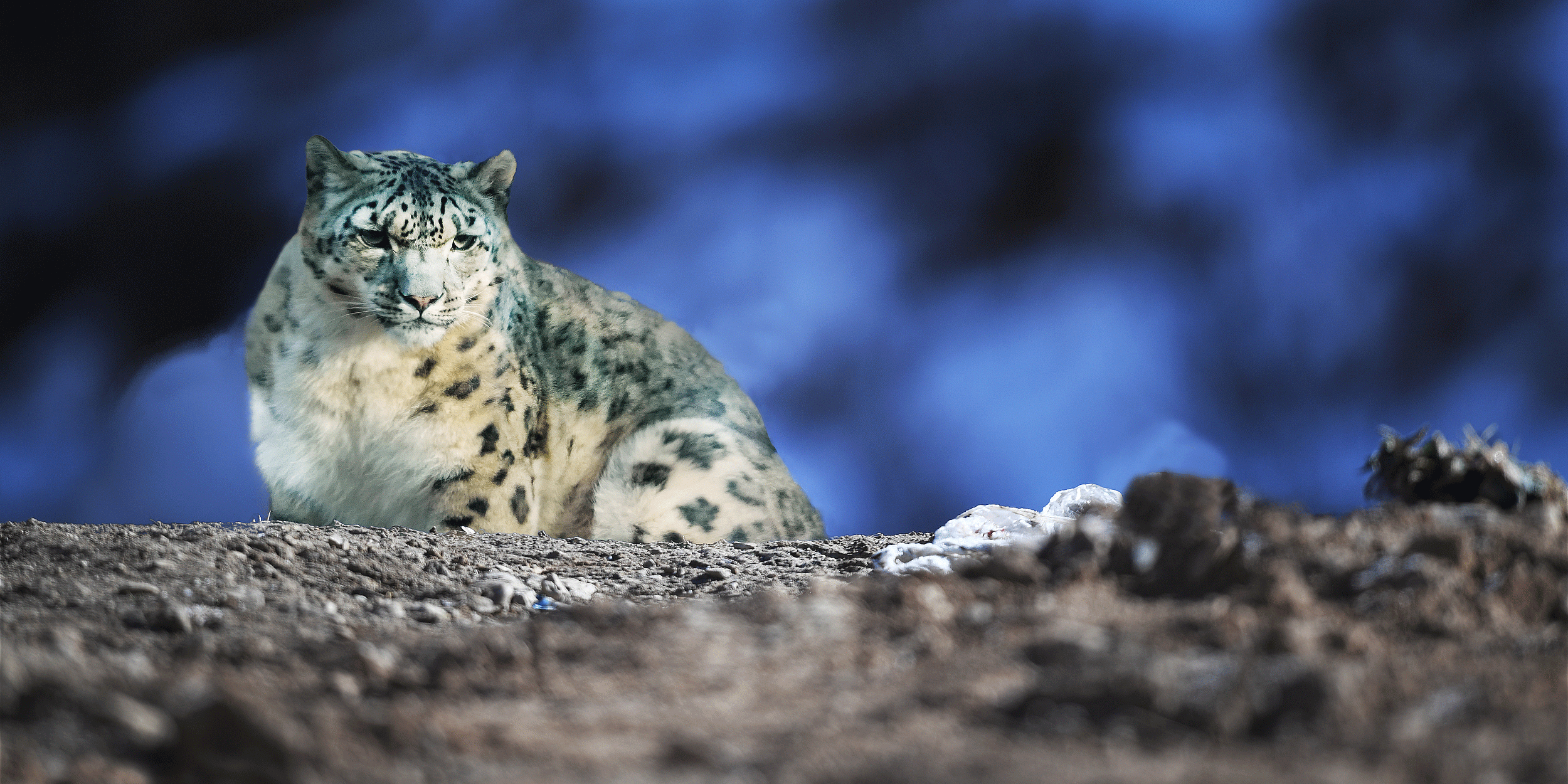 China Counts Over 1,000 Snow Leopards in Largest Ever Survey