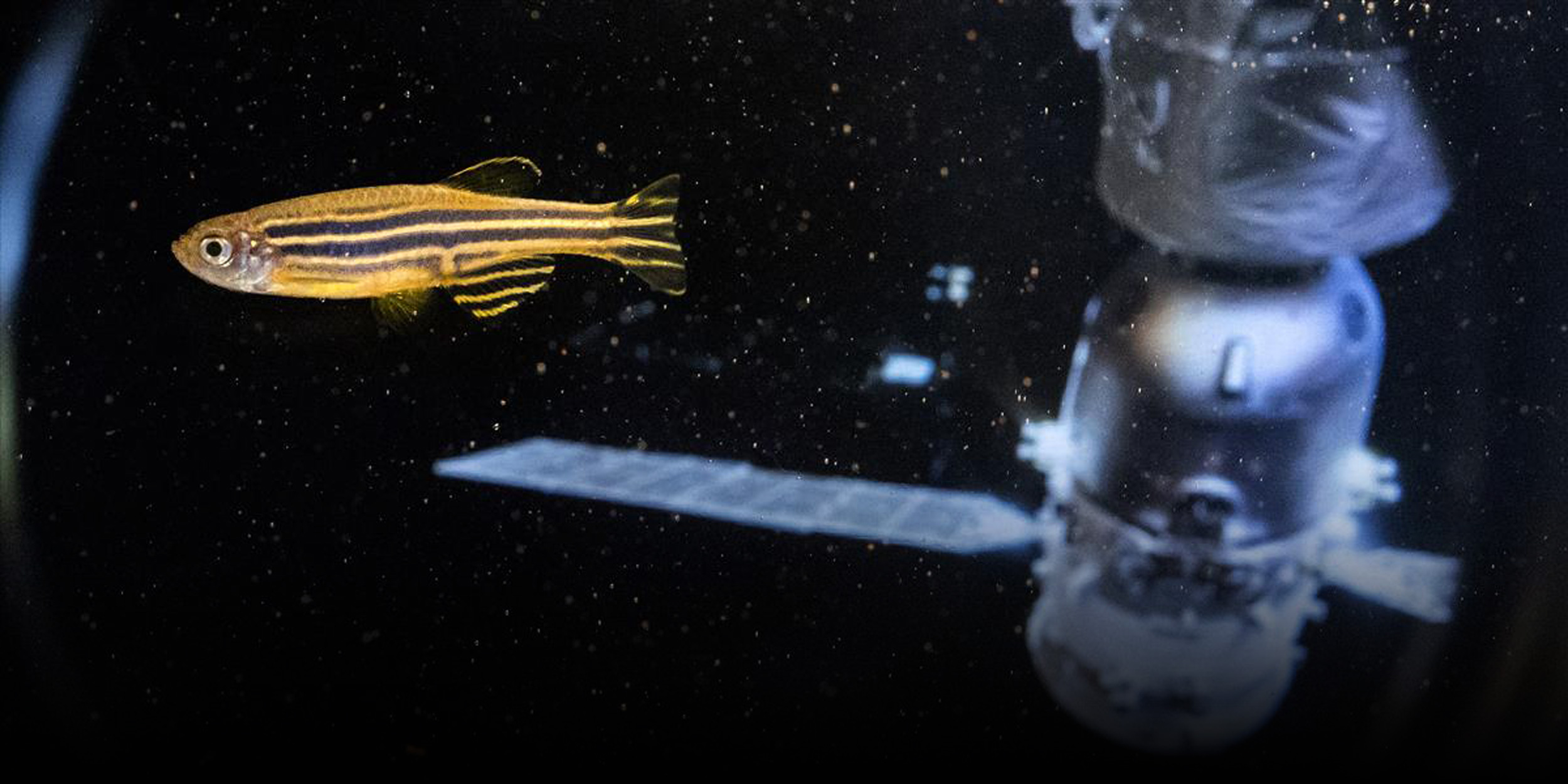 The Fish That Spun, Flipped, and Laid Eggs Aboard China’s Space Station