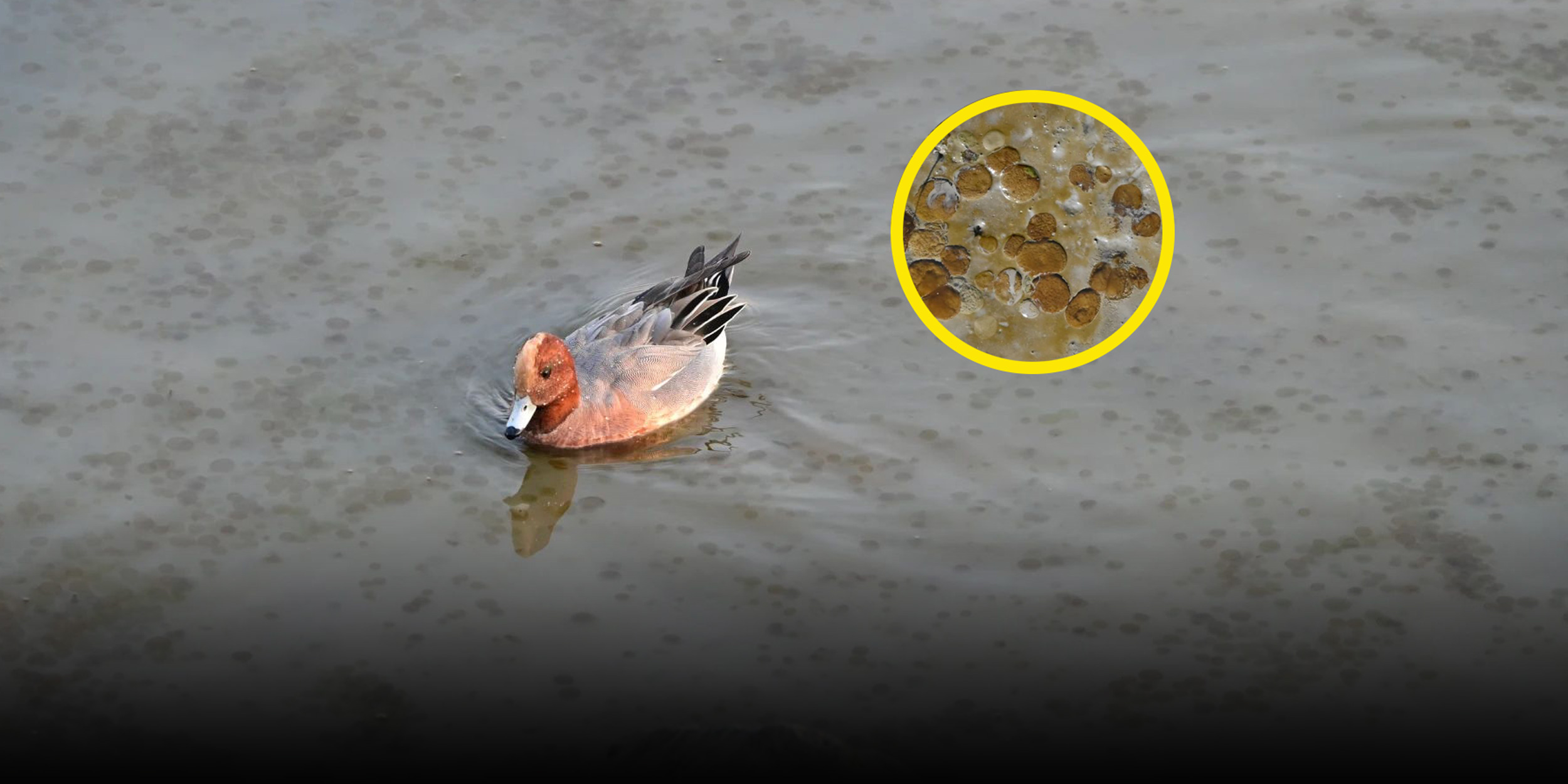 ‘Red Ghost’ Algae Swarms China’s Coast, Threatening Marine Life