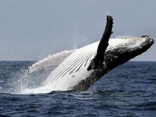 Notfall vor der Küste Chiles: Kajakfahrer von Buckelwal verschluckt und wieder ausgespuckt
