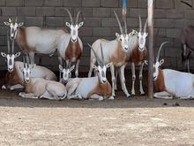 „Sie nutzen die Natur aus“: Interpol rettet rund 20.000 geschützte Tiere vor Schmugglern