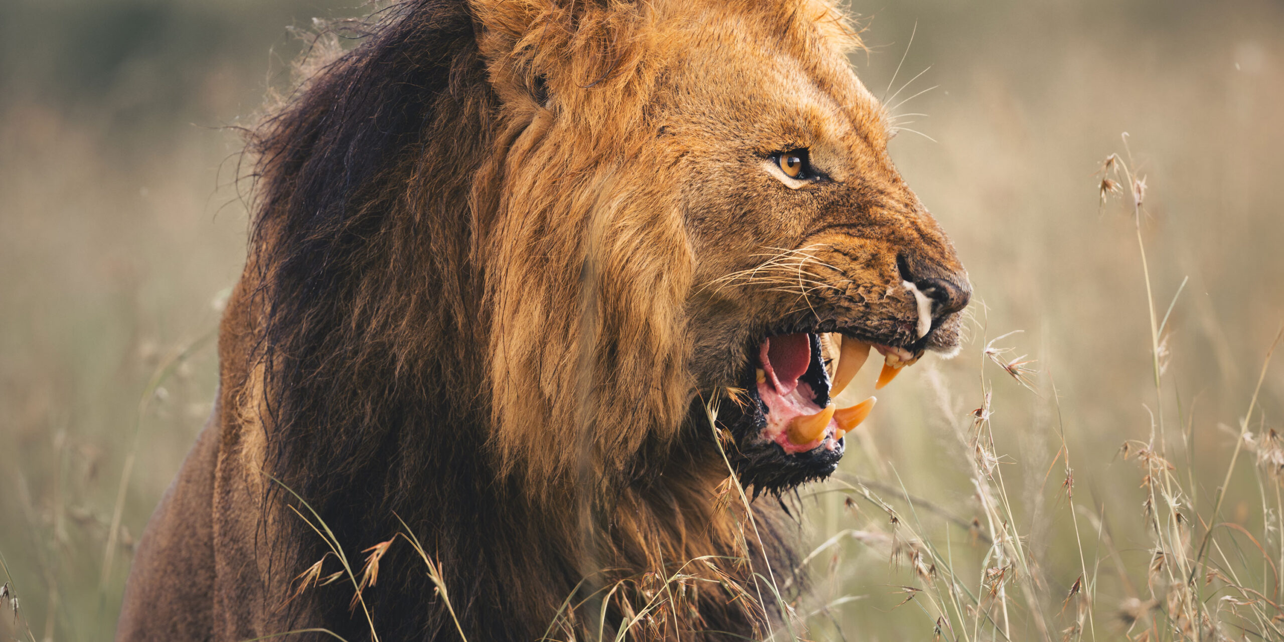 Why Chinese Fans Are Hiring Detectives for a Dead Kenyan Lion
