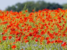 Wettervorhersage: Sonniger Sonntag, danach wird es frischer