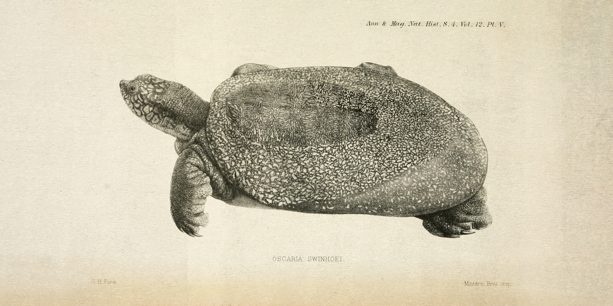 Shell Game: In China, a $14K Reward for a Turtle That May Be Extinct