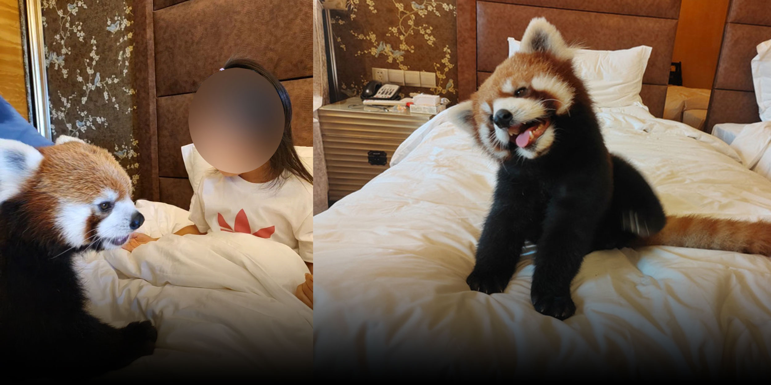 Chongqing Hotel Under Fire for Using Red Pandas in Wake-Up Calls