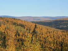 Aufforstung: Ein Kontinent voller Bäume? CO2-Ausgleich hat Grenzen