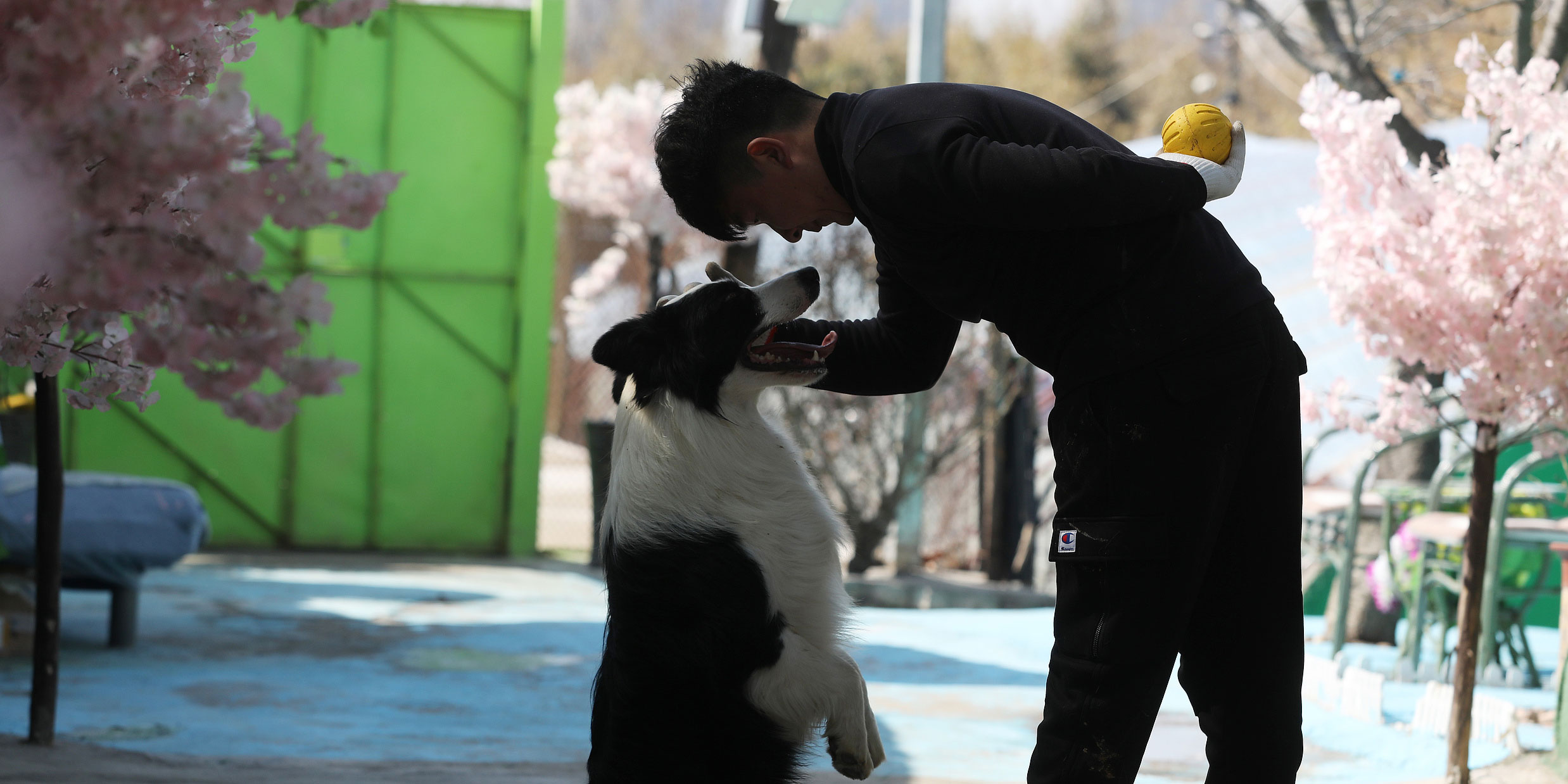 Pet Degree: A Top Chinese School Debuts a Companion Animal Major