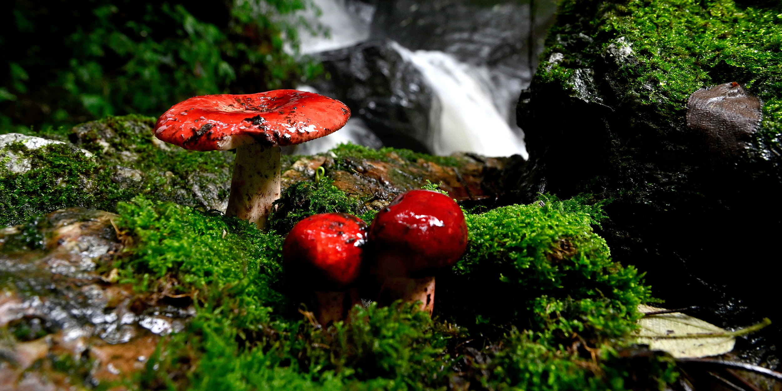China’s Mushroom Foraging Craze Is Wrecking Its Forests