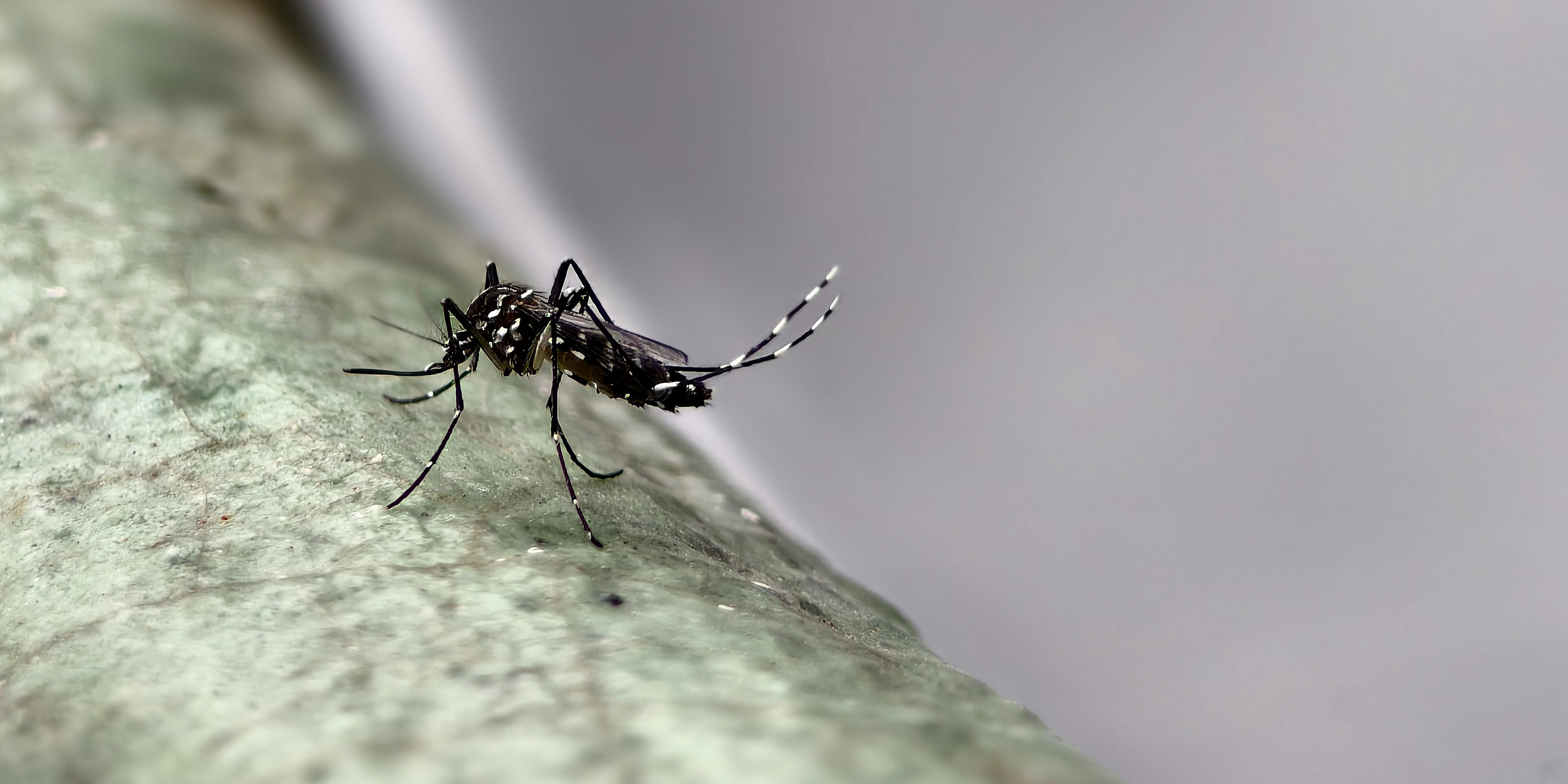 Major Mosquito-Borne Viral Outbreak Hits Southern China