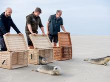 Seehundstationen: Zurück im Meer: Erste aufgepäppelte Seehunde ausgewildert