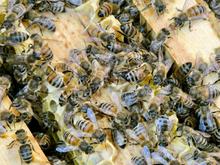 Honig aus dem Garten: Nicht nur an Honig denken: Kritik am privaten Bienen-Boom