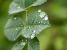 Umwelt: Viele Pflanzen haben von teils nassem Juli profitiert