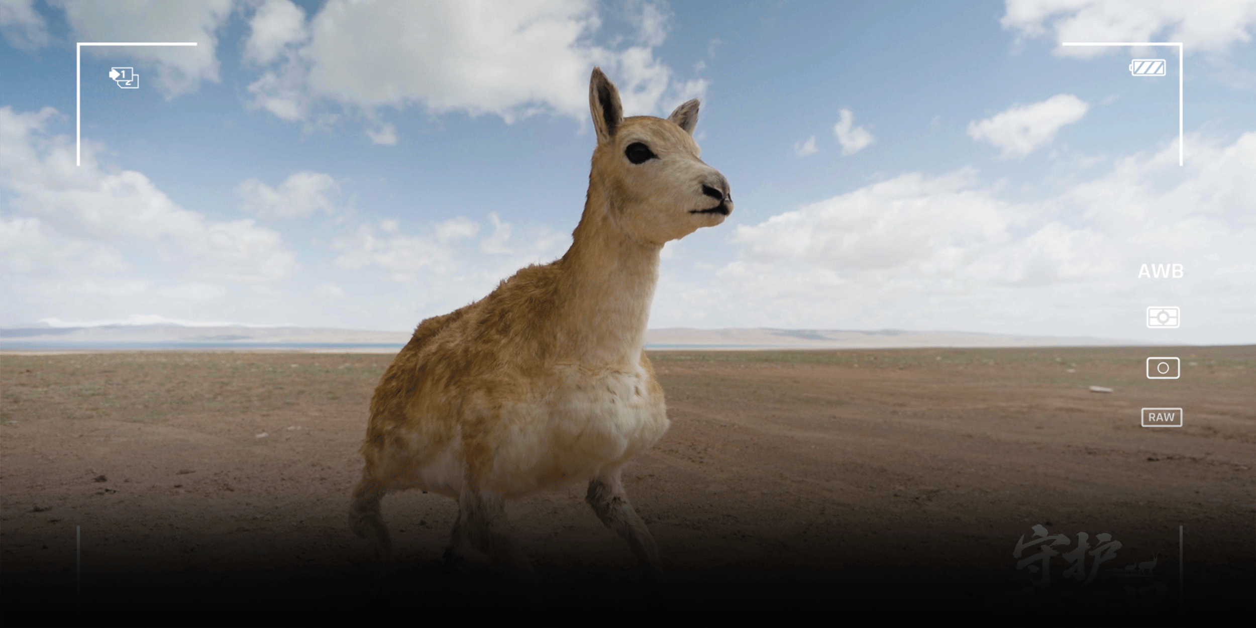 China’s Latest Conservation Weapon Is a Robot Antelope