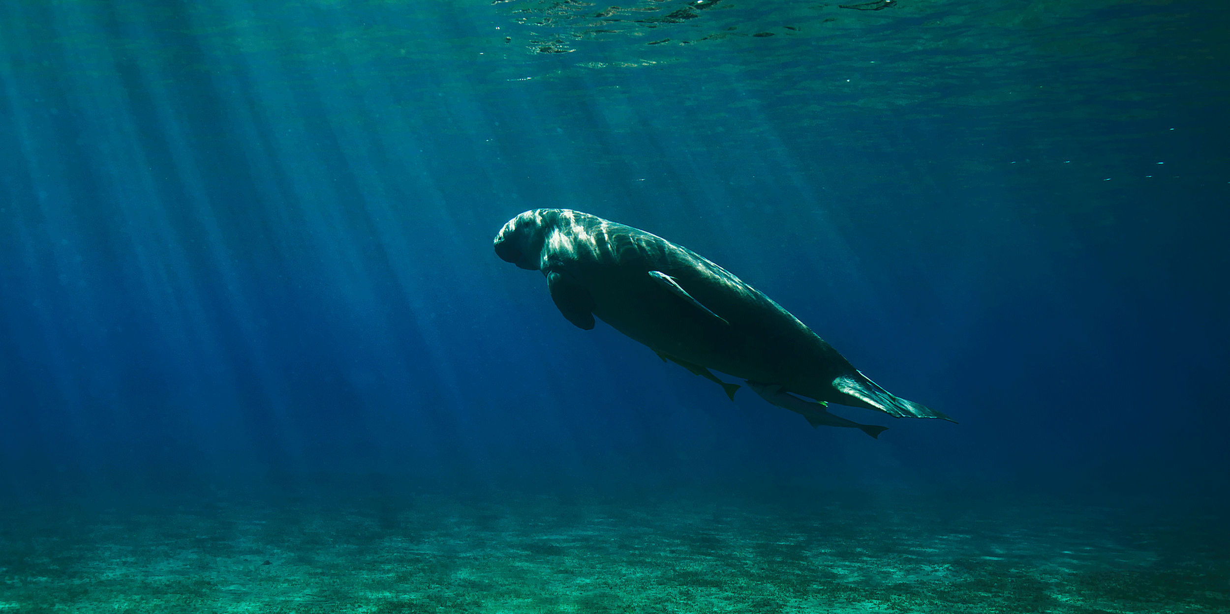 The Dugong, Mammal of Mermaid Lore, Returns to China’s Waters