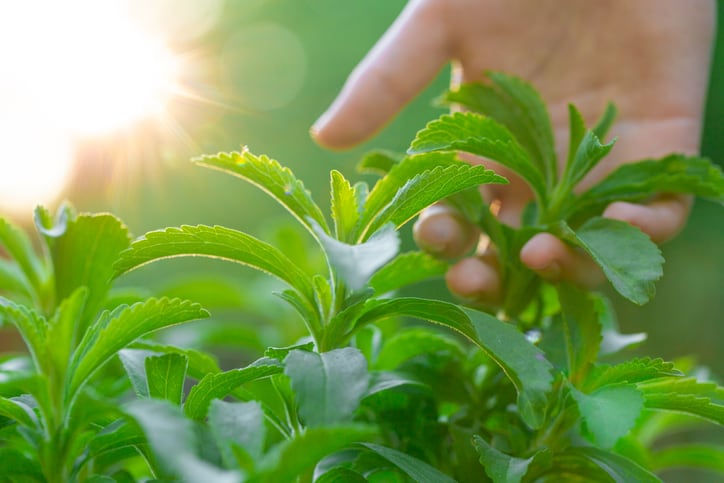 Stevia 3.0: Can the plant-based sweetener finally crack mainstream beverages?