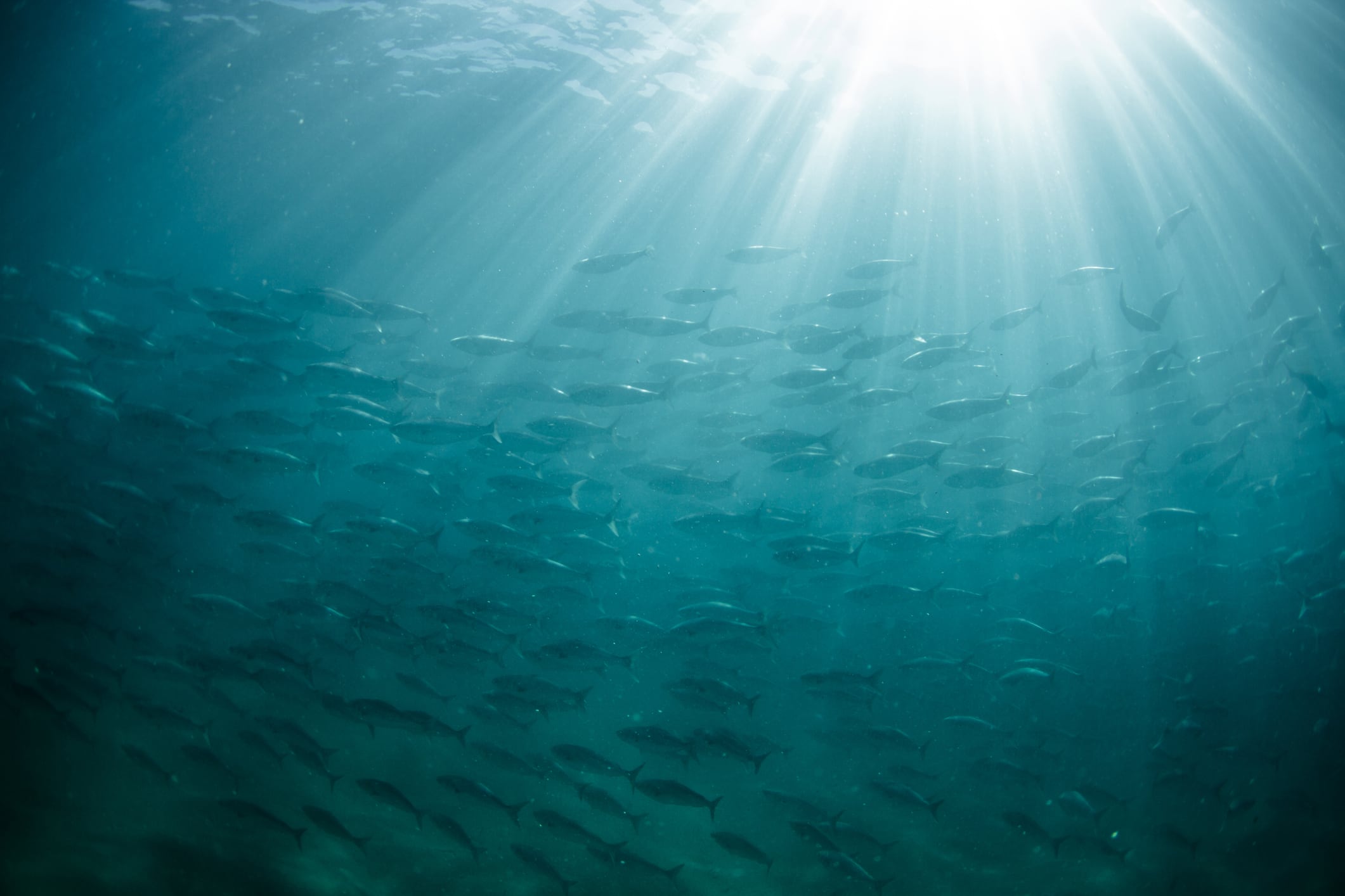 Thai Union to ramp up overseas production in response to US tariffs