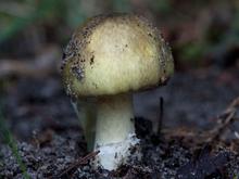 Verdacht auf Pilzvergiftung?: Das sollten Sie tun – und das auf gar keinen Fall