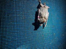 Fledermäuse: Von Tier zu Vampir: Fledermäuse im Film