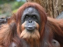 Tierpark Hagenbeck: Wohl ältester Orang-Utan der Welt