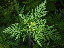 Allergien: Die Ambrosia-Saison hat begonnen