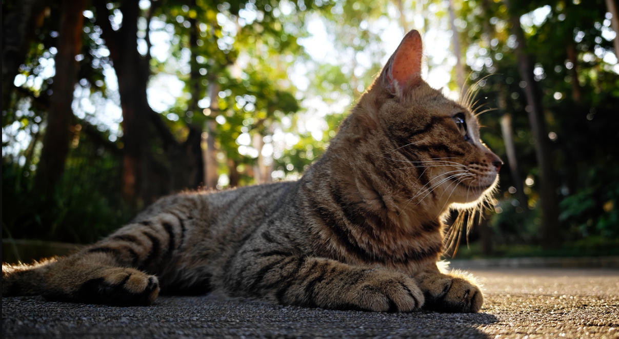 Xiaomi 17 debuts Snapdragon 8 Elite Gen 5 as CEO Lei Jun details XRING chip and high-end tech strategy