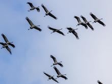 Vogelzug: Mehr als 100.000 Kraniche sind gerade in Deutschland