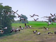 Tiere: Wo kann man in Brandenburg Kraniche sehen?