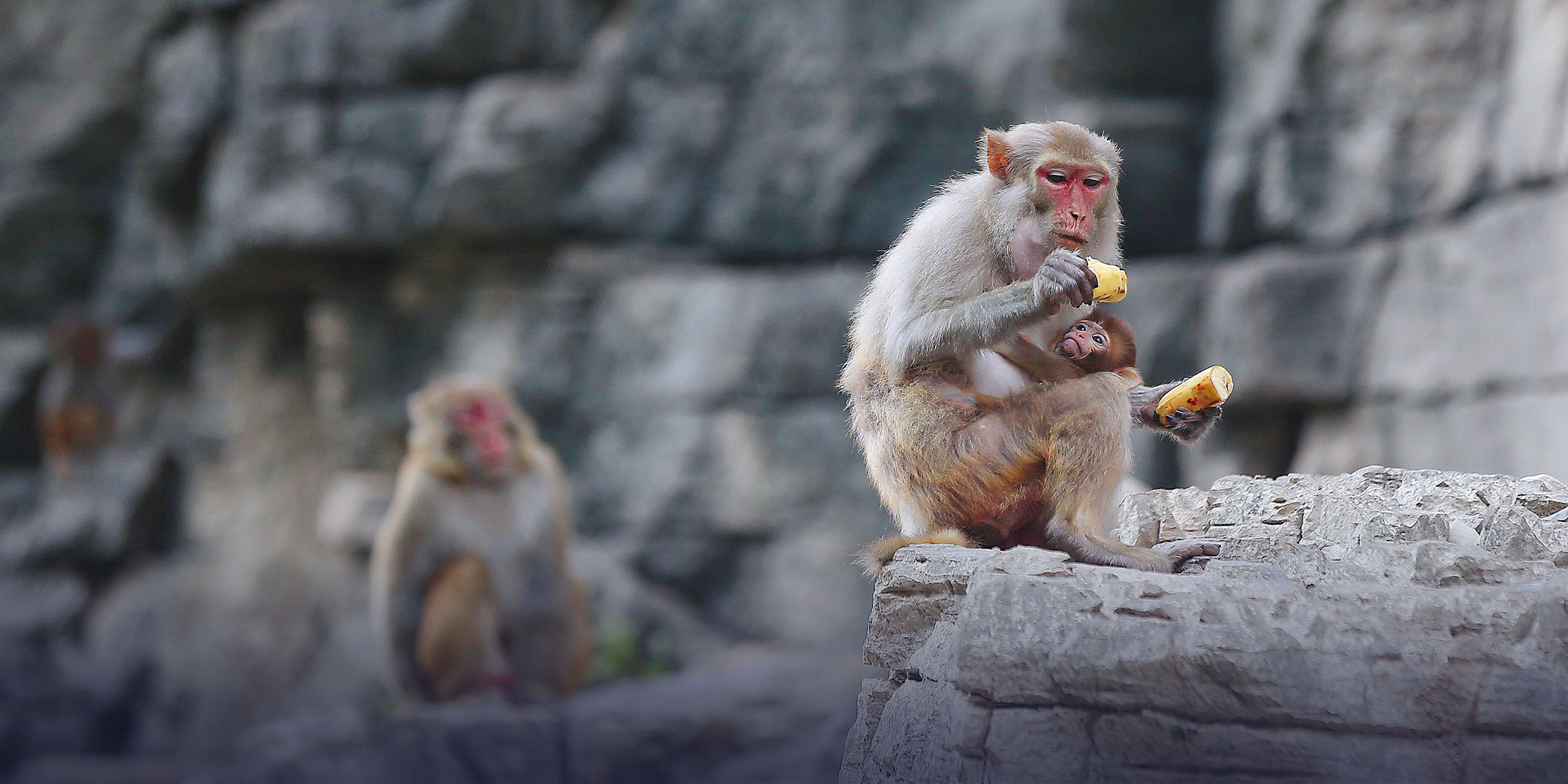 China’s First Macaque Biobank Addresses Lab Monkey Shortage
