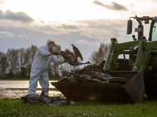 Vogelgrippe in Brandenburg: Nach Kranich-Sterben: Ministerin besucht Helfer vor Ort