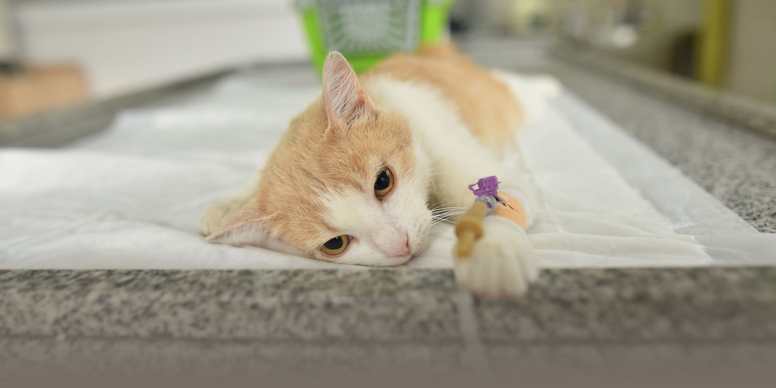 Bloodcats: Video of Stray Cat Blood Trade Scandalizes China