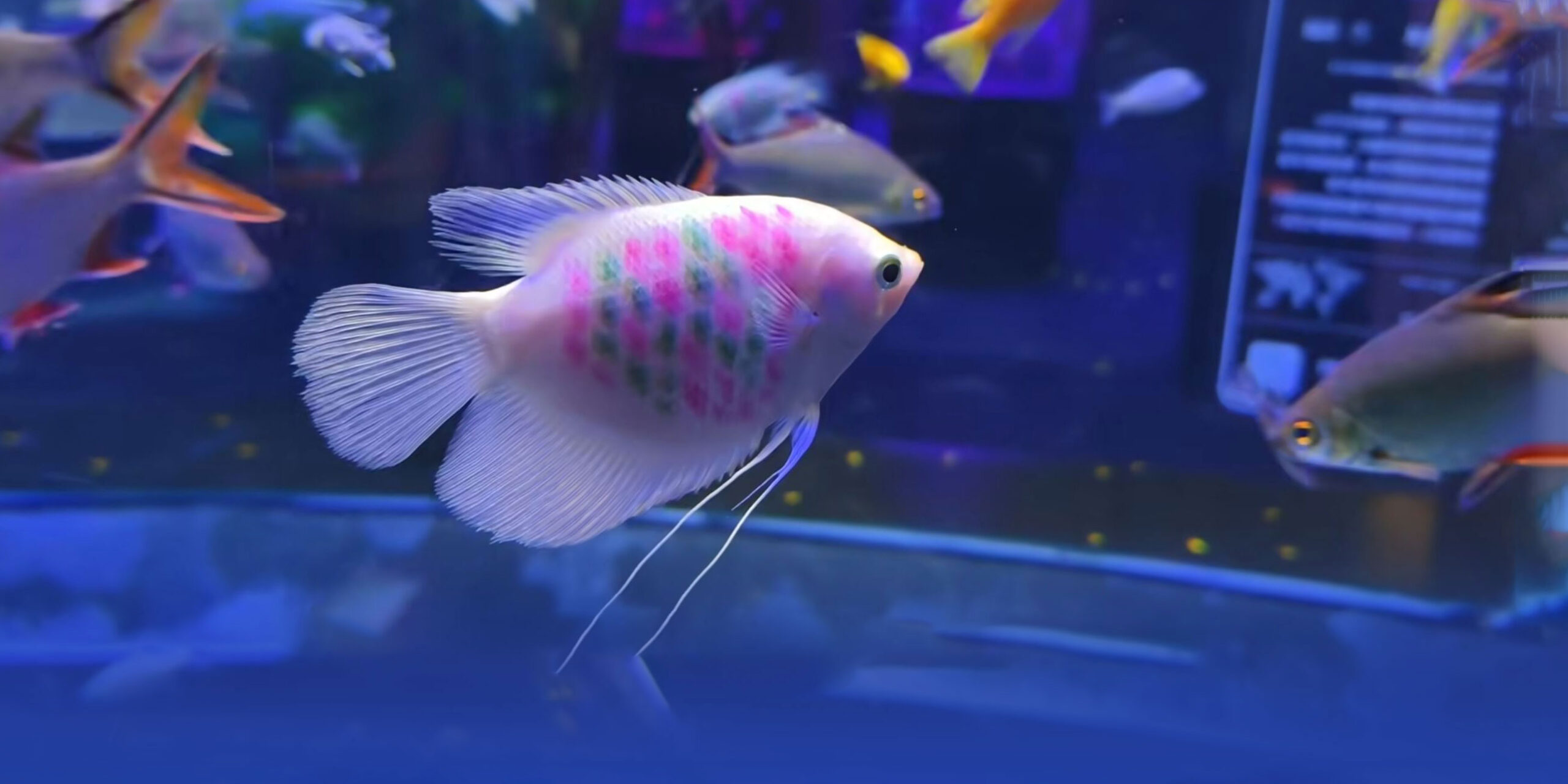 Minding Nemo: Vlogger Finds Fatal Flaws at China’s Aquariums