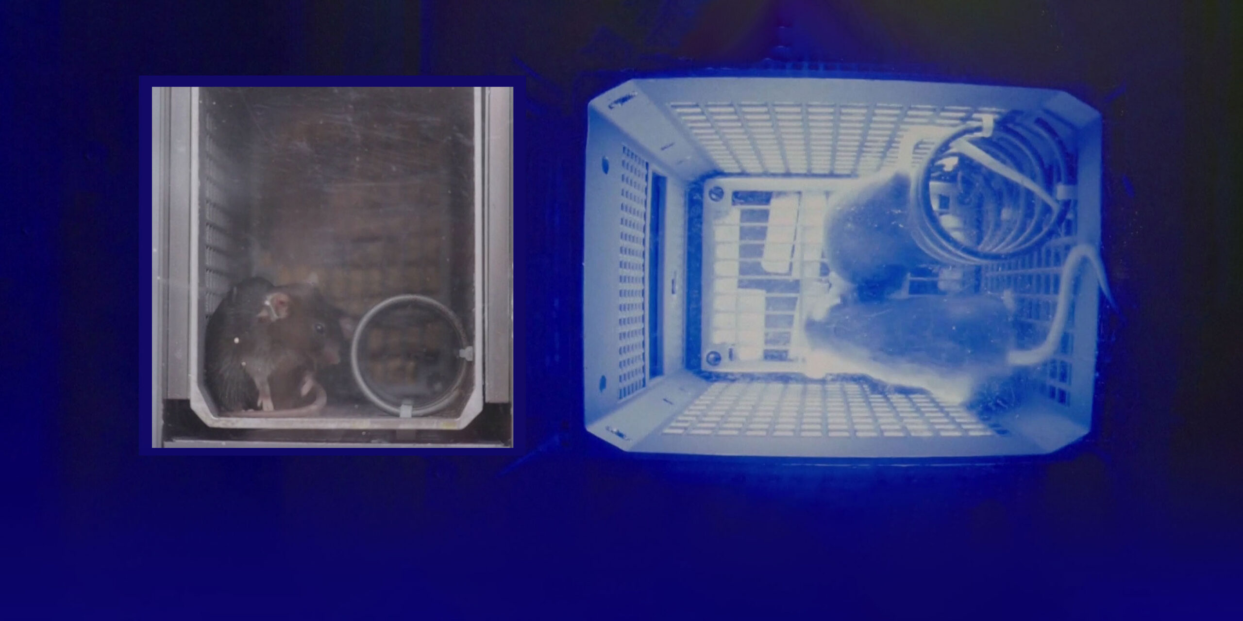 China’s Mice See Stars as Nation Sends Its First Rodents to Space