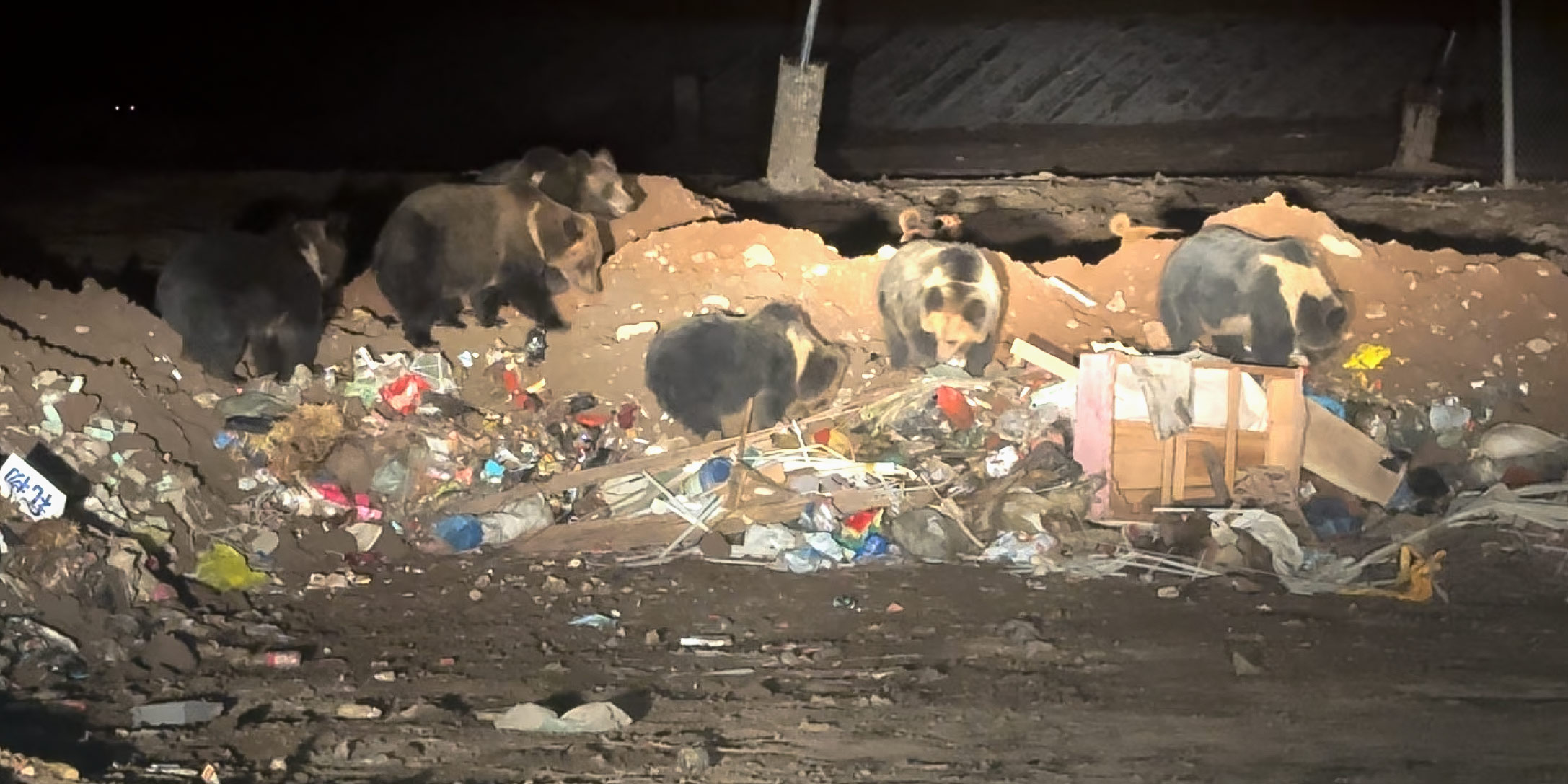 Taste for Waste: Rare Bears Swap Hunting for Landfill Scraps