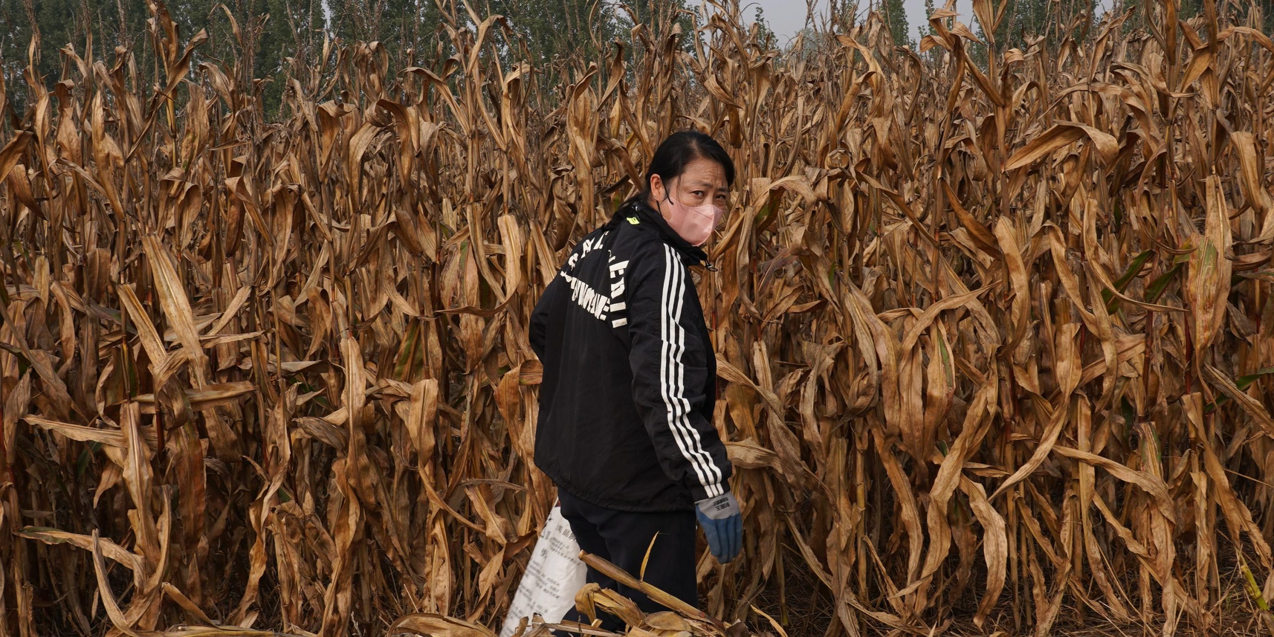 Stuck in the Mud: Climate Chaos Deepens Divide on China’s Farmlands