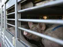 Vor der Grünen Woche: Schlachthöfe in Brandenburg stecken in der Krise