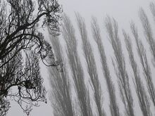 Wetter: Nebel und stellenweise noch Glätte in Berlin und Brandenburg