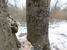 Gut 150 Jahre alte Buchen in Potsdam gefällt: Stamm mit kyrillischer Schrift wird Gedenkstätte übergeben