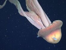 „Groß wie ein Schulbus“: Forscher filmen riesige Qualle in argentinischer Tiefsee