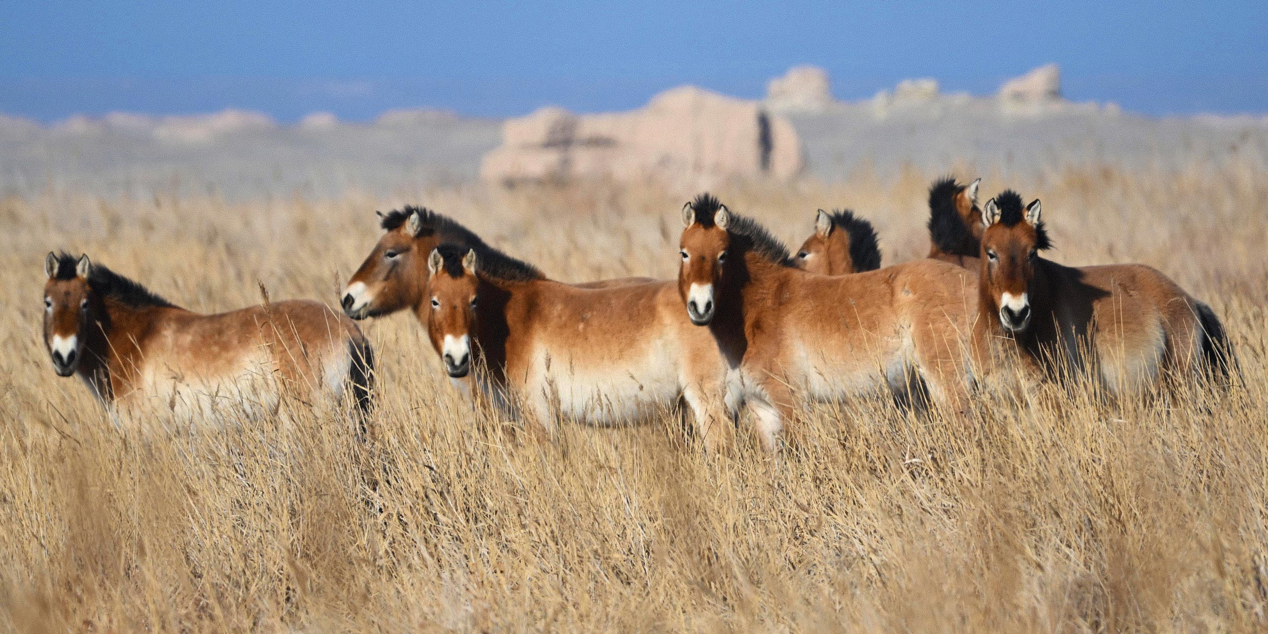 How China Successfully Reintroduced the World’s Last Wild Horses