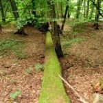 Berliner Seniorin erfroren im Wald gefunden: Staatsanwaltschaft ermittelt gegen Mitarbeiter einer Brandenburger Reha-Klinik