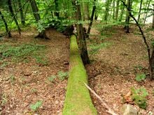 Berliner Seniorin erfroren im Wald gefunden: Staatsanwaltschaft ermittelt gegen Mitarbeiter einer Brandenburger Reha-Klinik