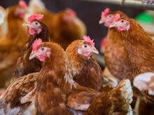 Tierseuche: Eier knapp vor Ostern? Newcastle-Krankheit trifft Legehennen