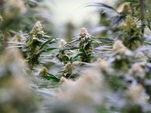 Psychische Krankheiten: Studie: Kaum Nutzen von Cannabis bei psychischen Leiden