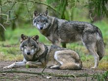Sonderregelungen: Wolf im Brandenburger Jagdrecht