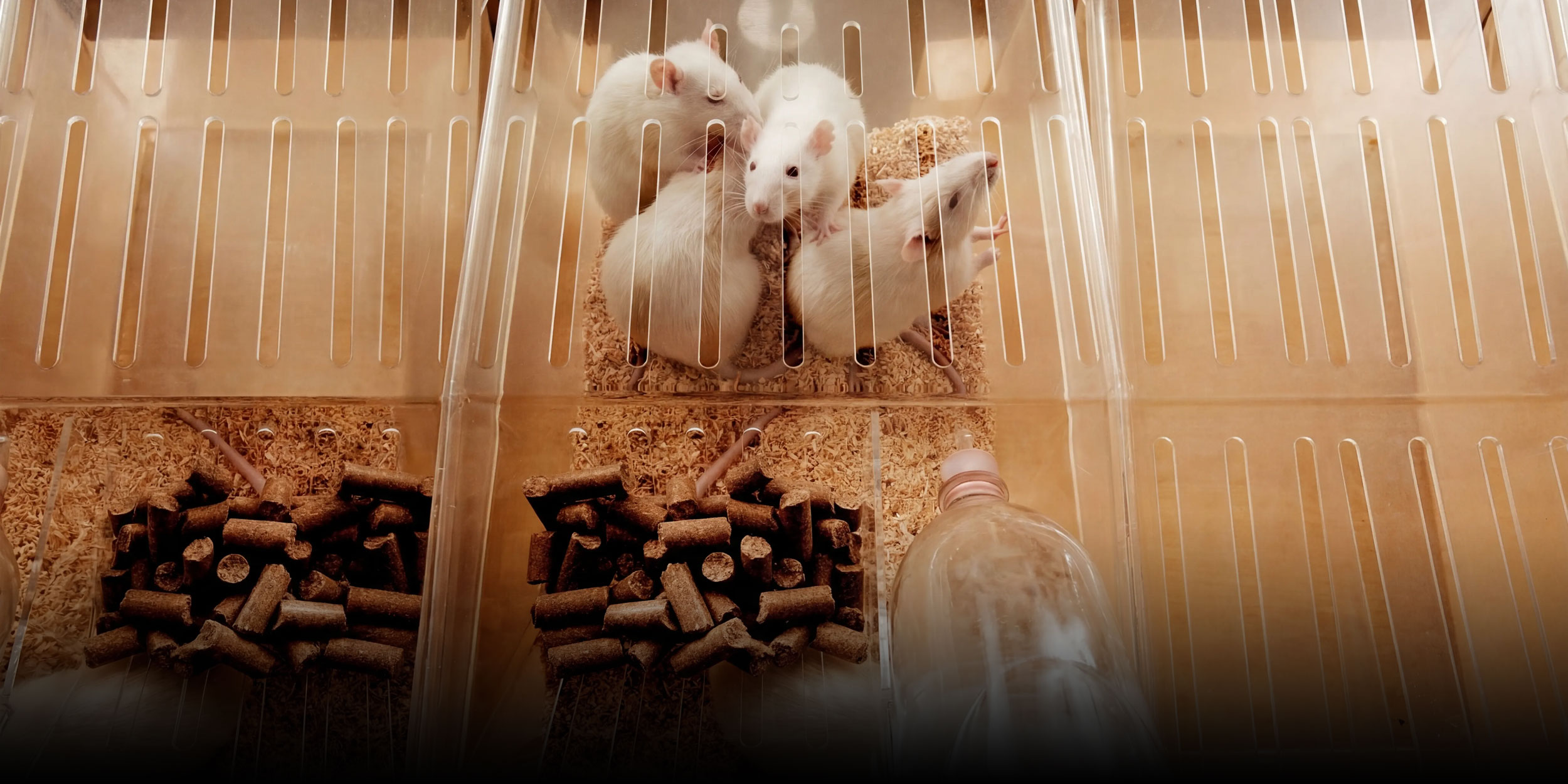 Fed Wrong? Chinese Scientists Question Lab Mouse Diets