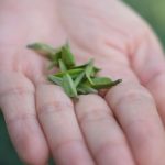 The Quintessential Tea Missing From ‘Chinamaxxing’