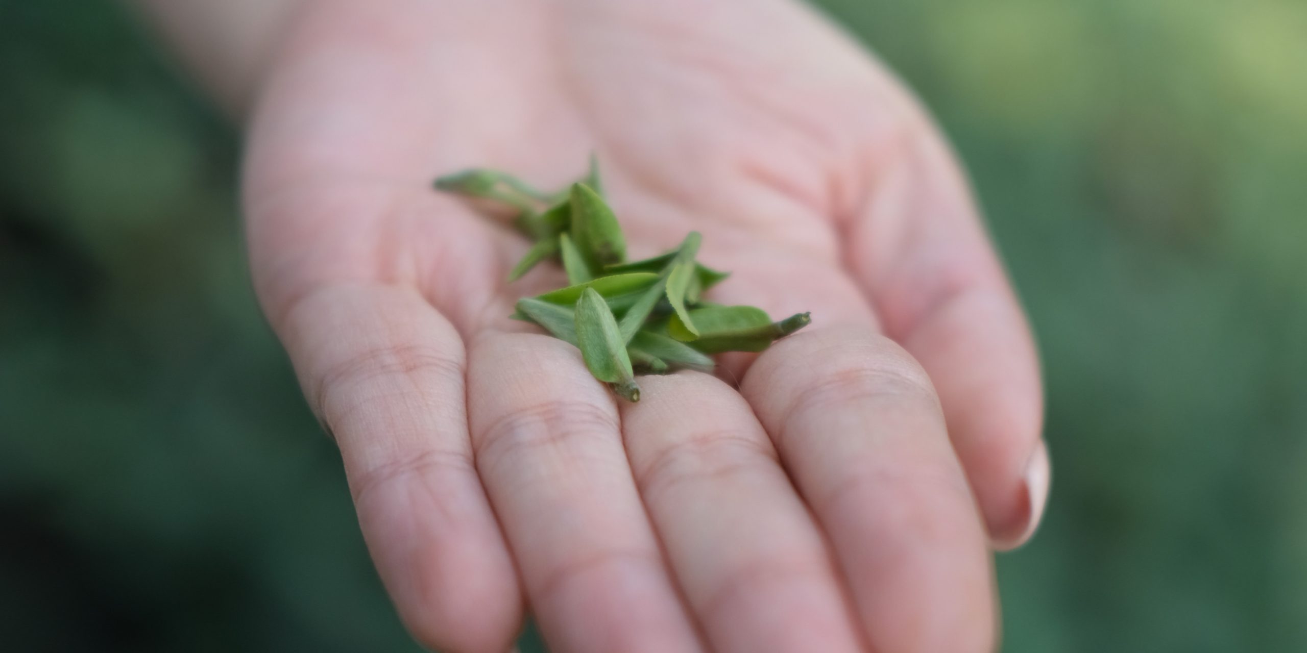 The Quintessential Tea Missing From ‘Chinamaxxing’